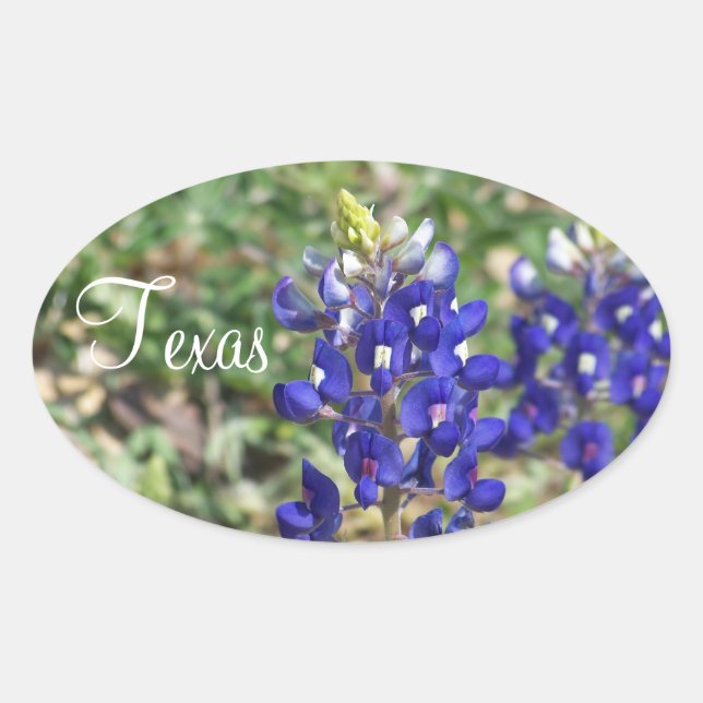 Beautiful Texas Bluebonnet Wildblume Sticker (Vorderseite)