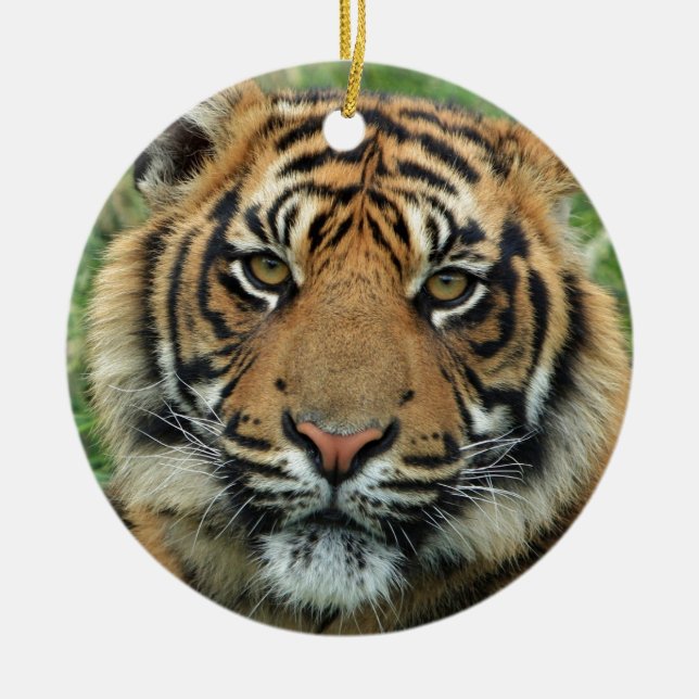 Beautiful Tiger Keramikornament (Vorne)