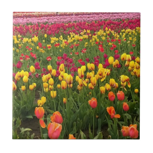 Beautiful Tulip Field Oregon Fliese (Vorderseite)