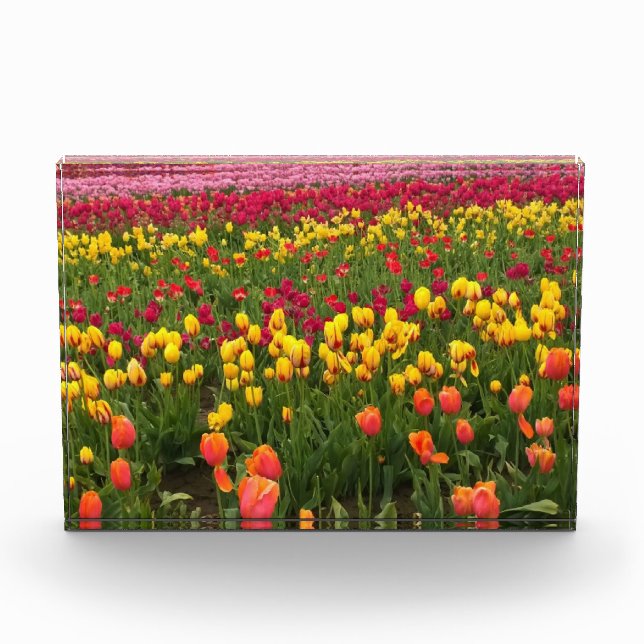 Beautiful Tulip Field Oregon Fotoblock (Vorderseite)