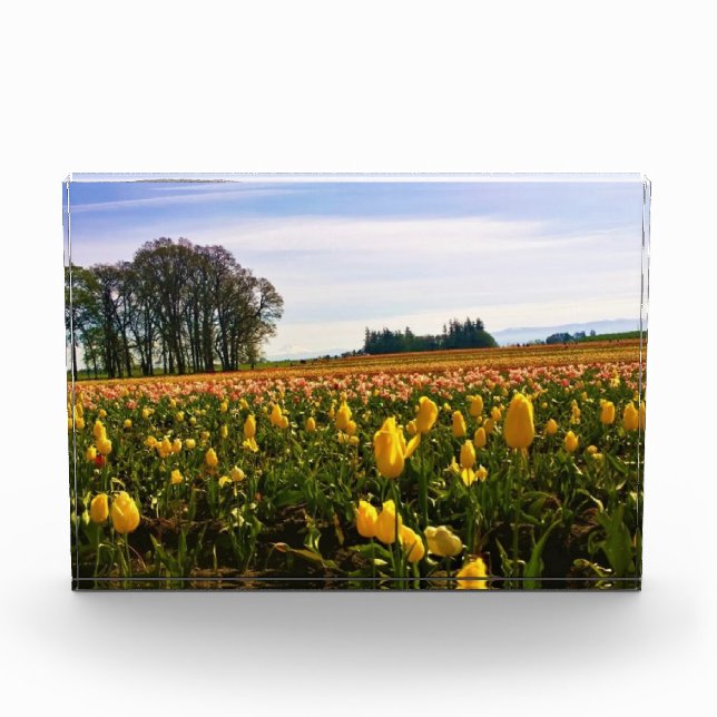 Beautiful Tulip Field Oregon Fotoblock (Vorderseite)
