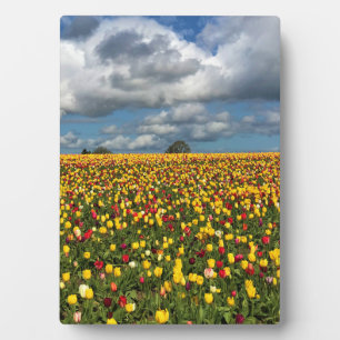 Beautiful Tulip Field Oregon Fotoplatte