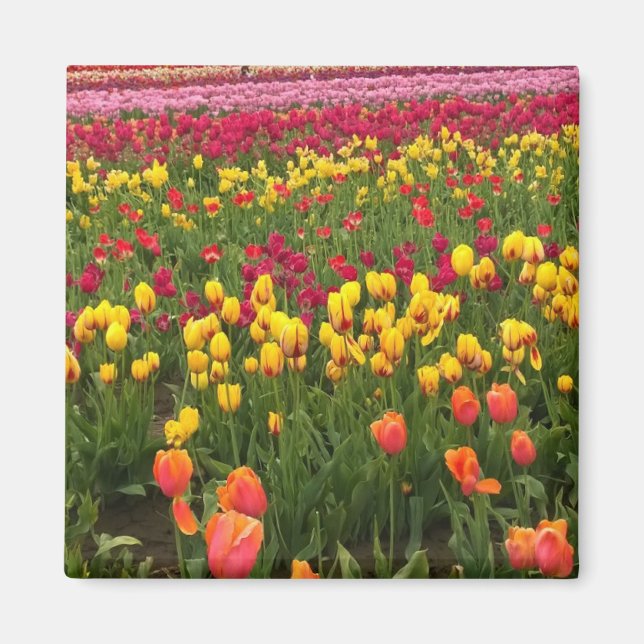 Beautiful Tulip Field Oregon Magnet (Vorne)