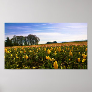 Beautiful Tulip Field Oregon Poster