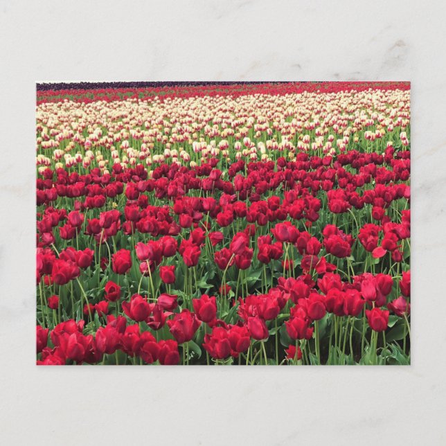 Beautiful Tulip Field Oregon Postkarte (Vorderseite)