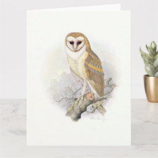 Beautiful Vintage Painting of a Barn Owl Karte
