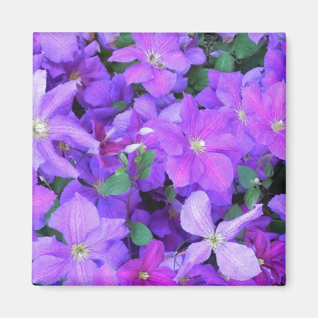 Beautiful Violet Clematis Magnet (Vorne)
