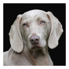 Beautiful Weimaraner Fotodruck