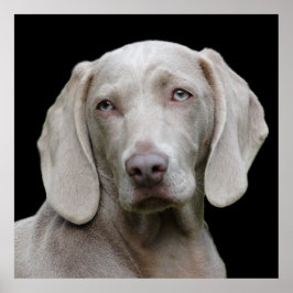 Beautiful Weimaraner Poster