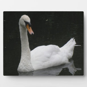 Beautiful White Swan Plaque Fotoplatte