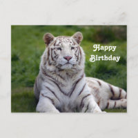 Beautiful White Tiger Foto Geburtstag