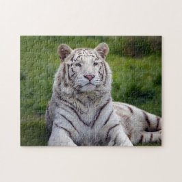 Beautiful White Tiger Photo