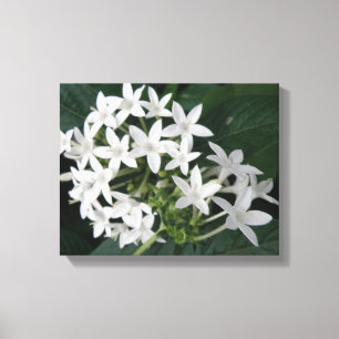 Beautiful White Tropical Blume Canvas Print Leinwanddruck