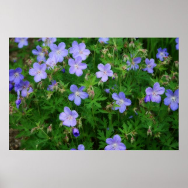Beautiful Wild Geraniums Poster (Vorne)