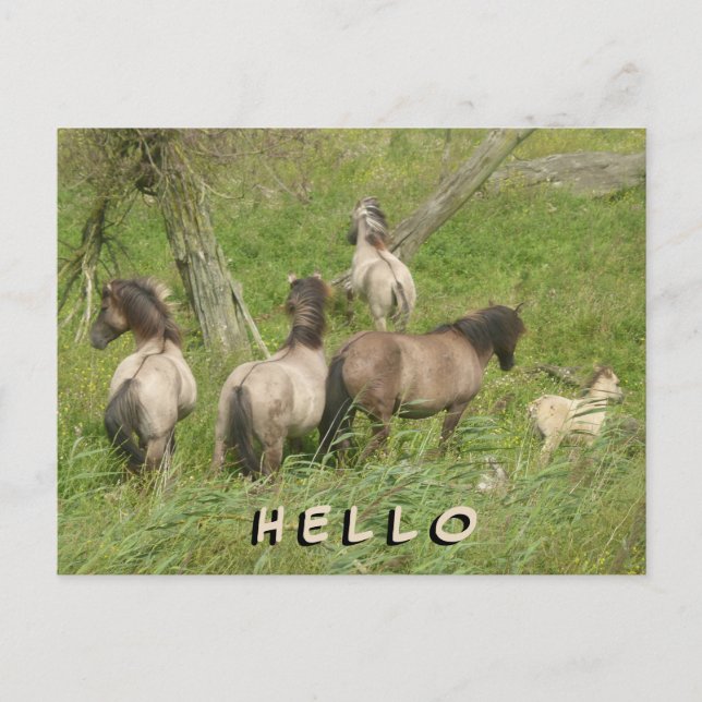 Beautiful Wild Horses HELLO Postcard Postkarte (Vorderseite)