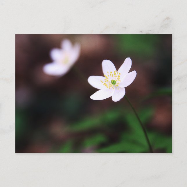 Beautiful Wood Anemone Flower Postcard Postkarte (Vorderseite)