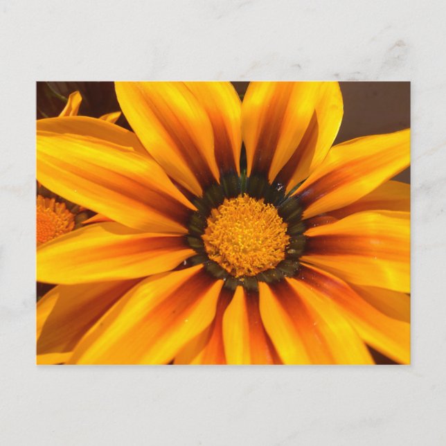Beautiful Yellow Gazania Postkarte (Vorderseite)