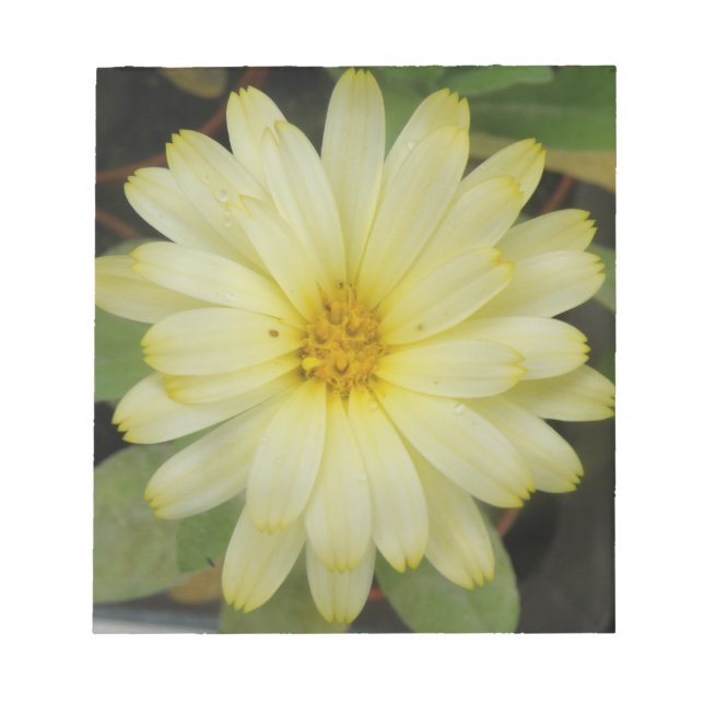 Beautiful Yellow Marigold Notepad Notizblock (Vorderseite)