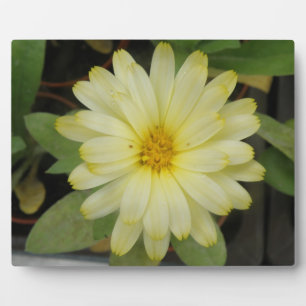 Beautiful Yellow Marigold Plaque Fotoplatte