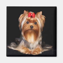 Beautiful Yorkshire Terrier Magnet