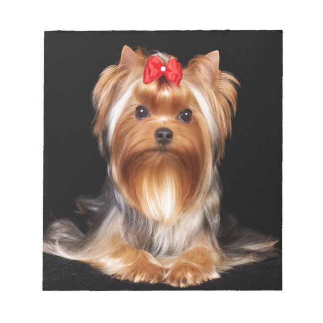 Beautiful Yorkshire Terrier Notizblock (Vorderseite)