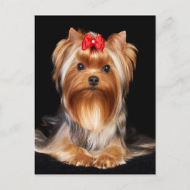 Beautiful Yorkshire Terrier Postkarte