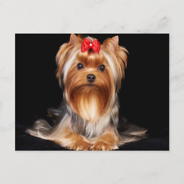 Beautiful Yorkshire Terrier Postkarte (Vorderseite)