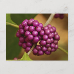 Beauty Berry Postkarte