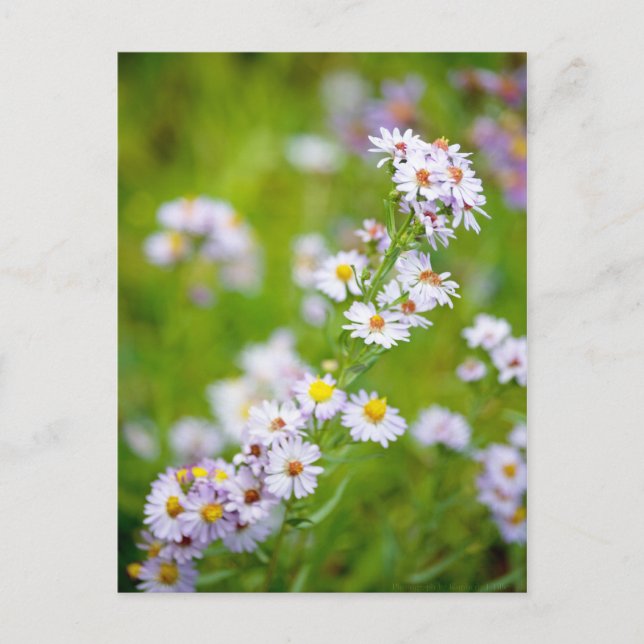 Beauty Line Postkarte (Vorderseite)