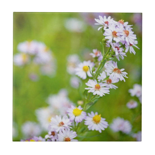 Beauty Line Tile Fliese (Vorderseite)