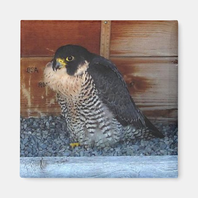 Beauty Magnet (Vorne)