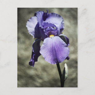 Beauty Postcard Postkarte