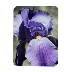 Beauty Premium Magnet