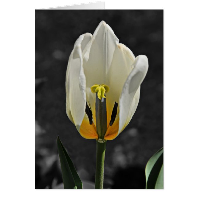 Beauty Revealed (Vorne)