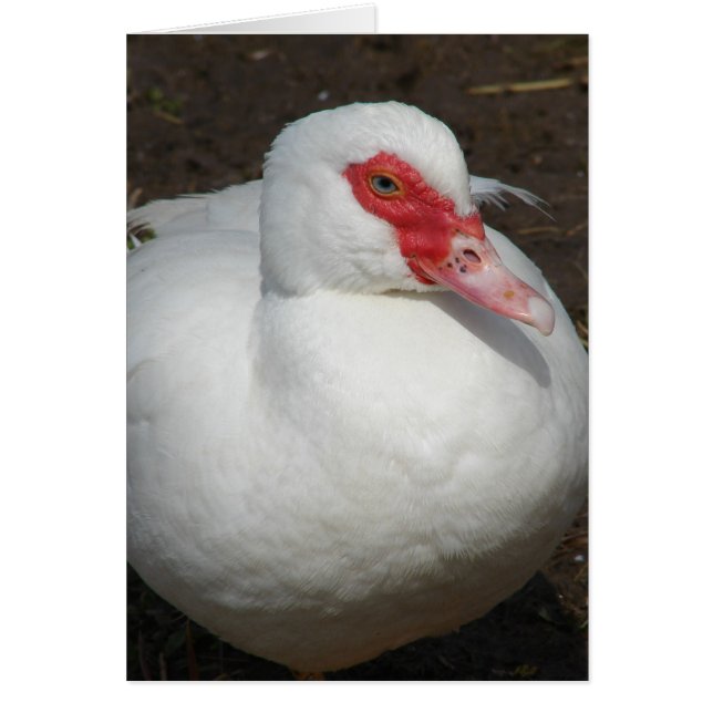 Beauty the Muscovy Hen (Vorne)
