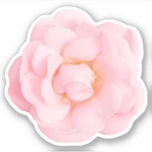 Beaux autocollants roses