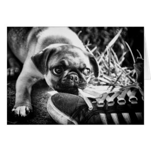 Beaux balais de Playfull