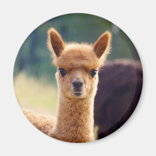 Beaux Magnets d'Alpaca