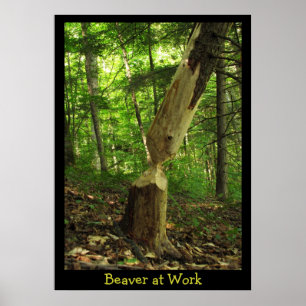 Beaver at Work Poster