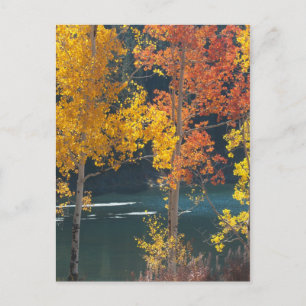 Beaver Lake (Mesa Lakes) in Autumn Postkarte
