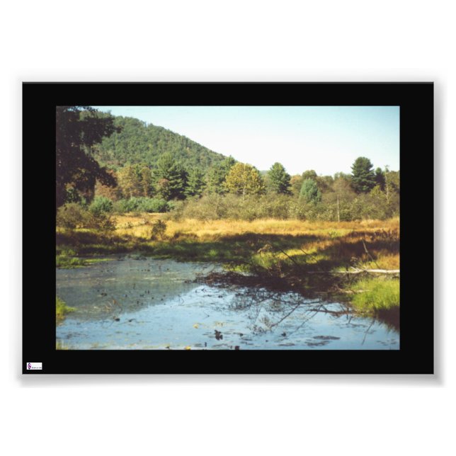 Beaver Pond Foto Print (Vorne)