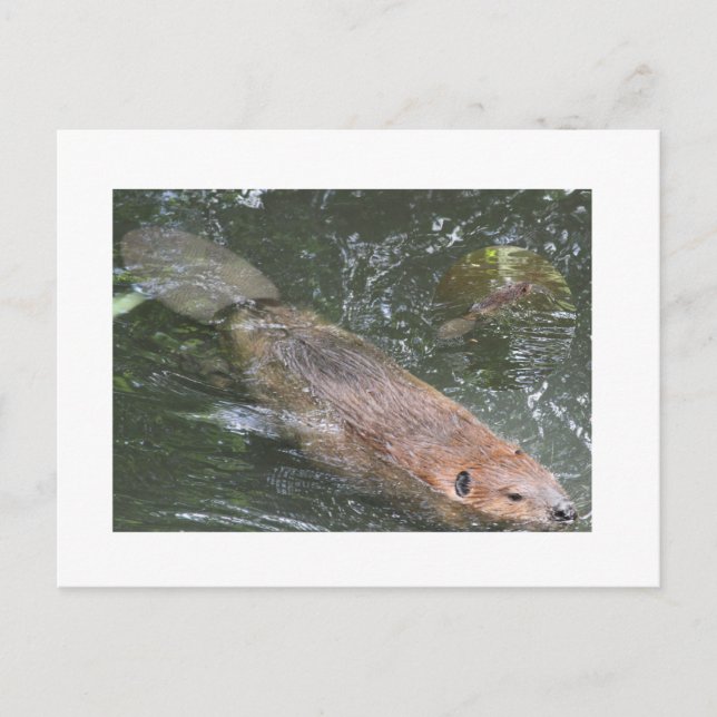 Beaver PostCard Postkarte (Vorderseite)