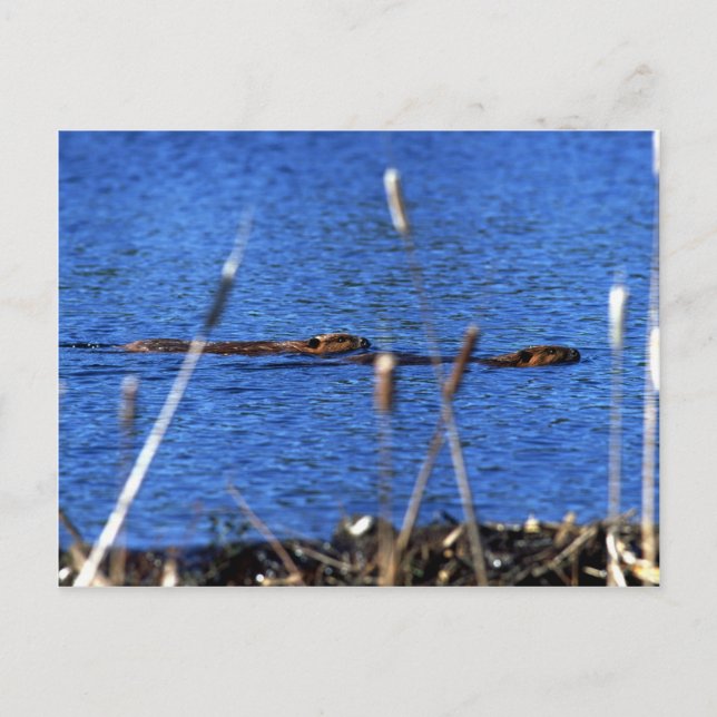 Beaver Postkarte (Vorderseite)