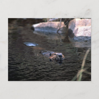 Beaver Postkarte