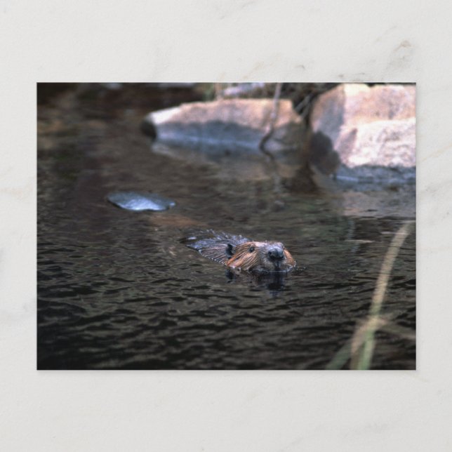 Beaver Postkarte (Vorderseite)