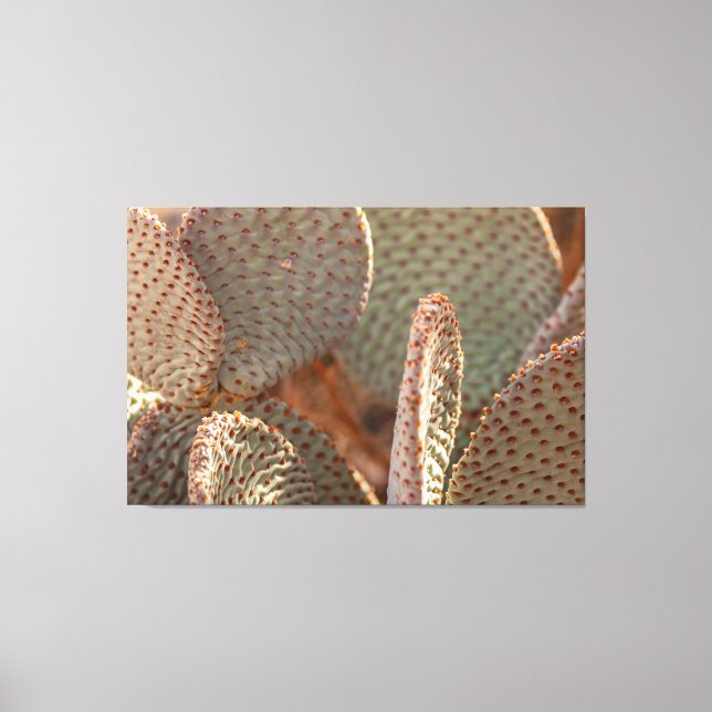 Beavertail Cactus Leinwanddruck (Vorderseite)