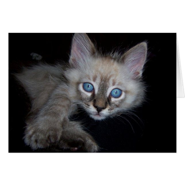 Bébé aux yeux bleus (Devant horizontal)