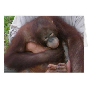 Bébé aveugle Orangutan surmonter les handicaps