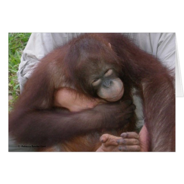 Bébé aveugle Orangutan surmonter les handicaps (Devant horizontal)