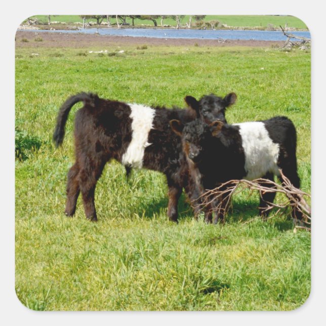Bébé Belted Vaches, Stickers Carrés (Devant)